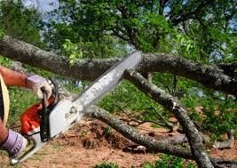 Best Lawn Renovation and Restoration  in Flagtown, NJ