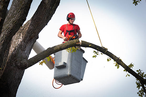 Best Fruit Tree Pruning  in Flagtown, NJ