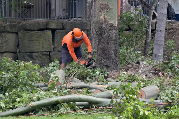Best Root Management and Removal  in Flagtown, NJ