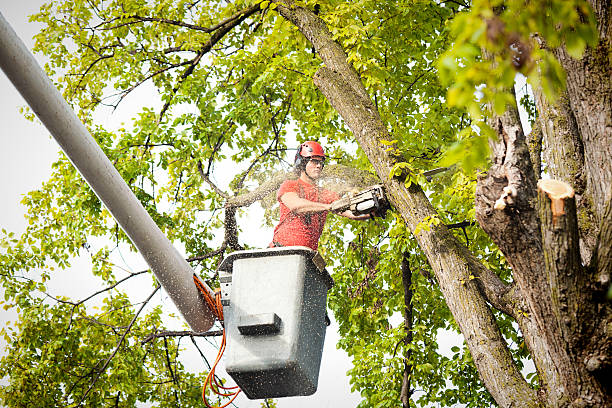 Best Palm Tree Trimming  in Flagtown, NJ