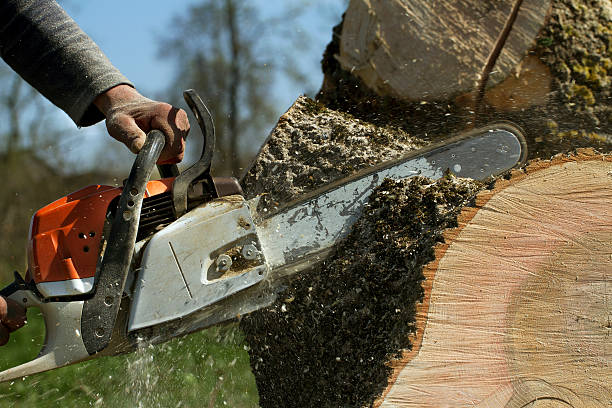 Best Stump Grinding and Removal  in Flagtown, NJ
